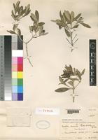 Pavetta venenata Hutch. & E.A.Bruce [family RUBIACEAE]