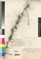 Syntype of Asparagus falcatus L. var. pubescens Chiov. [family ASPARAGACEAE]