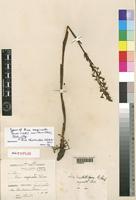 Holotype of Disa vaginata Chiov. non Lindl. (1842) [family ORCHIDACEAE]
