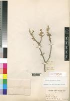 Isotype of Salsola pycnophylla Brenan [family CHENOPODIACEAE]
