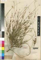 Syntype of Centemopsis micrantha Chiov. [family AMARANTHACEAE]