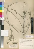 Holotype of Indigofera subulata Vahl ex Poir. var. microphylla Chiov. [family LEGUMINOSAE]