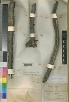 Holotype of Euphorbia tozzii [family EUPHORBIACEAE]