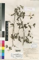 Syntype of Jasminum grandiflorum L. subsp. floribundum (R.Br. ex Fresen.) P.S.Green [family OLEACEAE]