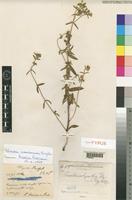 Syntype of Swertia usambarensis Engl. [family GENTIANACEAE]