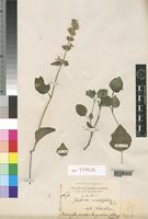Justicia ovalifolia Fiori [family ACANTHACEAE]