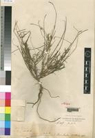 Syntype of Centemopsis micrantha Chiov. [family AMARANTHACEAE]