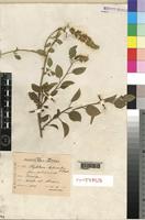 Syntype of Phytolacca dodecandra L'Hér. f. pubescens Fiori [family PHYTOLACCACEAE]