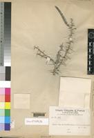 Holotype of Acacia sarcophylla Chiov. [family LEGUMINOSAE]