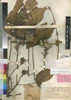 Holotype of Trichilia jubensis [family MELIACEAE]
