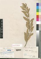 Isosyntype of Clutia abyssinica Pax&K.Hoffm. firma [family EUPHORBIACEAE]