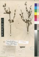 Syntype of Jasminum grandiflorum L. subsp. floribundum (R.Br. ex Fresen.) P.S.Green [family OLEACEAE]