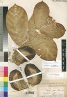 Holotype of Calotropis procera (Aiton) R.Br. [family ASCLEPIADACEAE]