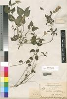 Justicia ovalifolia Fiori [family ACANTHACEAE]