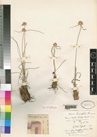 Isotype of Mariscus chionocephalus Chiov. [family CYPERACEAE]