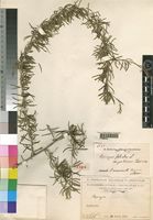 Syntype of Asparagus falcatus L. var. pubescens Chiov. [family ASPARAGACEAE]