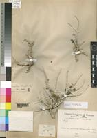 Holotype of Dasysphaera alternifolia Chiov. [family AMARANTHACEAE]