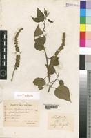 Syntype of Phytolacca dodecandra L'Hér. f. pubescens Fiori [family PHYTOLACCACEAE]