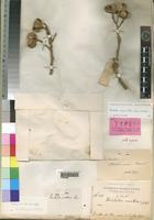 Holotype of Trichilia somalensis [family MELIACEAE]