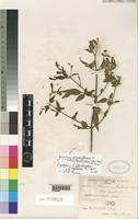 Syntype of Jasminum grandiflorum L. subsp. floribundum (R.Br. ex Fresen.) P.S.Green [family OLEACEAE]