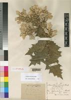 Acanthus arboreus Forssk. [family ACANTHACEAE]