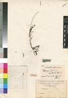 Syntype of Asparagus falcatus L. var. pubescens Chiov. [family ASPARAGACEAE]