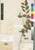 Holotype of Asparagus medeoloides (L.f.) Thunb. f. dilatata Engl. [family ASPARAGACEAE]