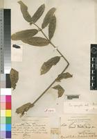 Holotype of Ficus paolii Pamp. [family MORACEAE]