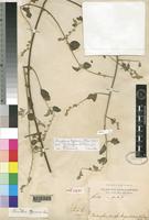 Holotype of Chionothrix hyposericea Chiov. [family AMARANTHACEAE]