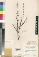 Holotype of Indigofera commiphoroides Chiov. [family LEGUMINOSAE]