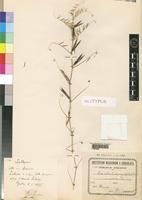 Holotype of Vicia sativa L. var. aristulata Chiov. [family LEGUMINOSAE]