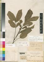 Isotype of Trichilia somalensis [family MELIACEAE]
