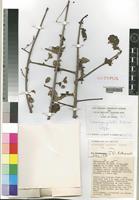Isotype of Sclerocarya gillettii [family ANACARDIACEAE]
