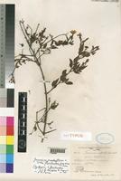 Syntype of Jasminum grandiflorum L. subsp. floribundum (R.Br. ex Fresen.) P.S.Green [family OLEACEAE]