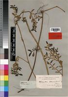 Type of Alternanthera littoralis P. Beauv. [family AMARANTHACEAE]