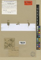 Type of Campanula creutzburgii Greuter [family CAMPANULACEAE]