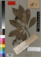Isotype of Rauvolfia welwitschii Stapf [family APOCYNACEAE]