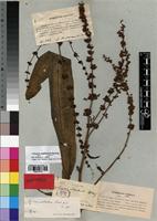 Syntype of Rumex camptodon Rech. f. [family POLYGONACEAE]