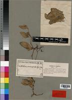 Type of Cissus psammophila Gilg & M. Brandt [family VITACEAE]