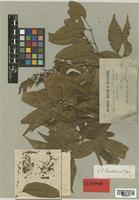 Flindersia pimenteliana F. Muell. [family RUTACEAE]