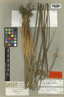 Isotype of Juncus valdiviae Steud. [family JUNCACEAE]