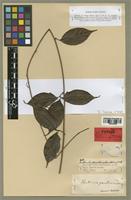 Paullinia paullinioides Radlk. [family SAPINDACEAE]
