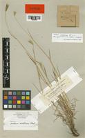 Isotype of Hordeum cylindricum Steud. [family POACEAE]