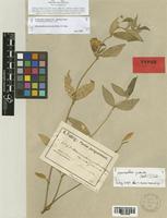 Alternanthera adscendens Suess. [family AMARANTHACEAE]