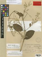 Iresine hassleriana Chodat [family AMARANTHACEAE]