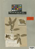 Schinopsis balansae Engl. [family ANACARDIACEAE]