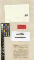Type of Henriquesia lusitanica Pass. & Thüm. [family FUNGI]