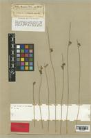 Juncus balticus Engelm. var. montanus [family JUNCACEAE]
