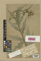 Carduus crispus Arènes [family COMPOSITAE]
