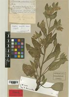 Symphytum brachycalyx Boiss. [family BORAGINACEAE]